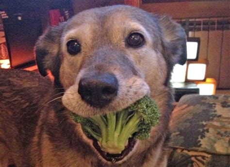 Can Dogs Eat Broccoli 5 Amazing Health Benefits