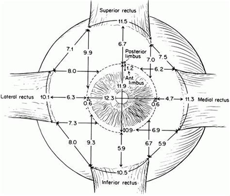 Functional Anatomy Of The Extraocular Muscles Ento Key
