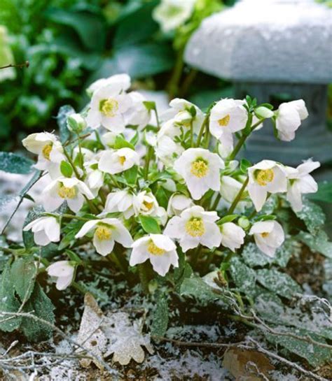 7 Hellebore Varietals And How To Grow Them Shade Flowers Part Shade