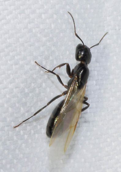 Black Winged Ant Bugguidenet