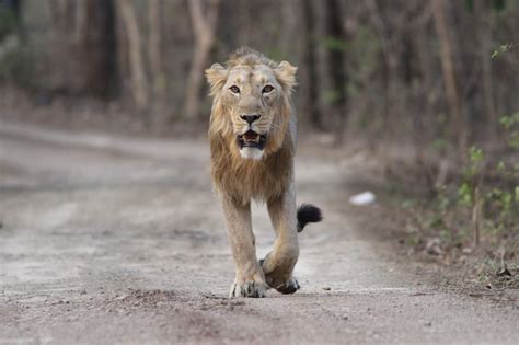 Glimpses Of Gir Forest Planning Your Trip To Gir National Park Here