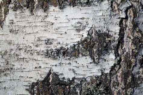 Birch Tree Bark Texture In A Closeup Color Image Stock Image Image Of