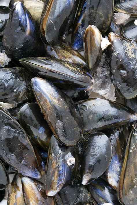 Fresh Mussels Stock Image H1104707 Science Photo Library
