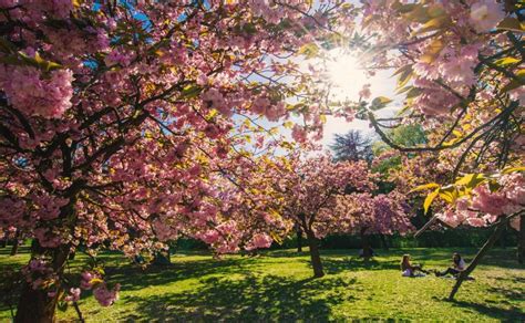 Un Hanami Fête Des Cerisiers En Fleurs Aura Lieu Au Parc De Sceaux