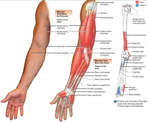 Muscles that move the shoulder and the arm. If you have tennis or golfers elbow you will know how much ...