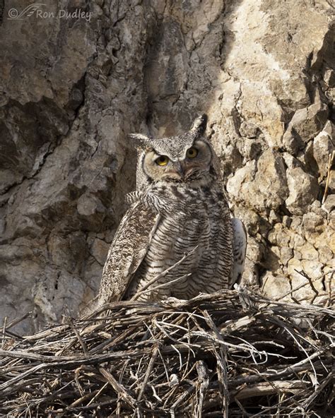 Nesting Great Horned Owl Feathered Photography