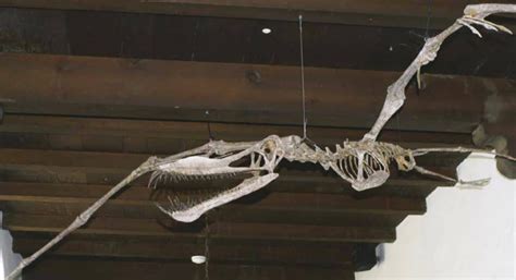Pterosaurs Fossils Shine In The Spotlight