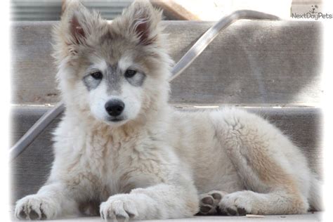 Wolf Hybrid Puppies For Sale Tabitomo