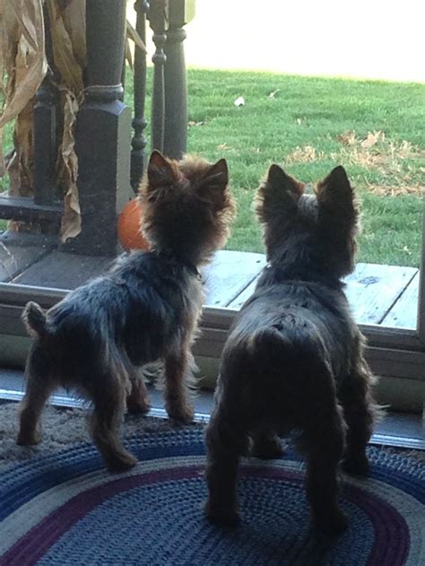 Waiting For The Mailman Pets I Love Dogs Yorkie Moms