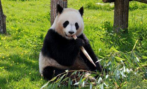 False: Pandas, elephants, and other wild animals are likely to become