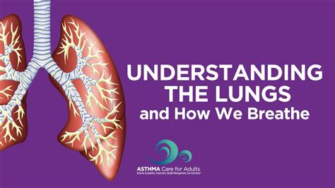 Understanding The Lungs And How We Breathe Youtube
