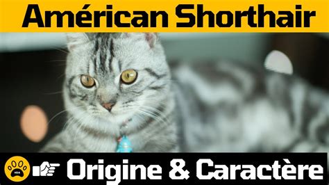 Le Chat American Shorthair 👉tout Savoir Sur Son Origine And Caractère Youtube