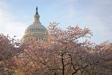 Us Capitol Cherry Blossoms 6 Mudflapdc Flickr