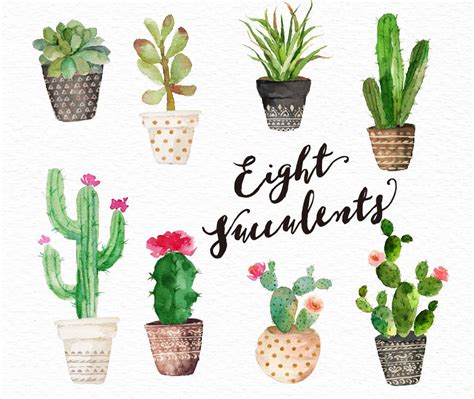 Become a supporter today and help make this dream a reality! 8 Watercolour succulent arrangements (1000~2500 px)8 ...