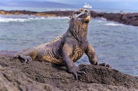 Galapagos trip planner galapagos tour packages luxurious cruises & tours first class yachts and cruises bahia tour daily tour island hopping city tours last minute deals & promotions. How to Visit The Galapagos Islands Without a Cruise: A Complete Guide