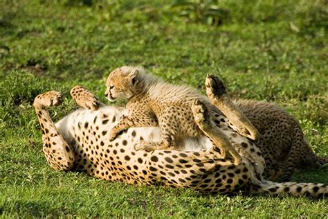 Mammals Cheetah Photografrica