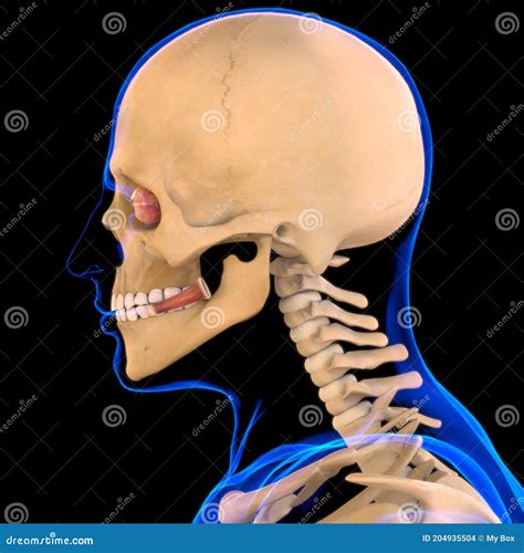 Risorius Muscle Anatomy For Medical Concept 3d Stock Illustration