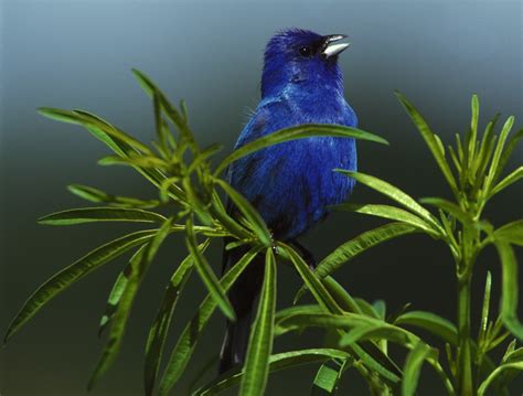 Free photo: Indigo Bunting - Animal, Bird, Blue - Free Download - Jooinn