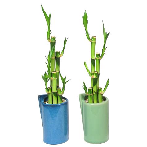 5 Stems Spiral Lucky Bamboo In Handmade Rose Vase Free Shipping Outdoor