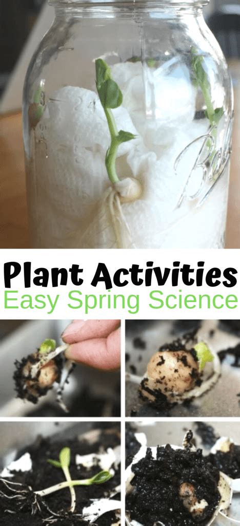 Plant Activities For Preschool Little Bins For Little Hands