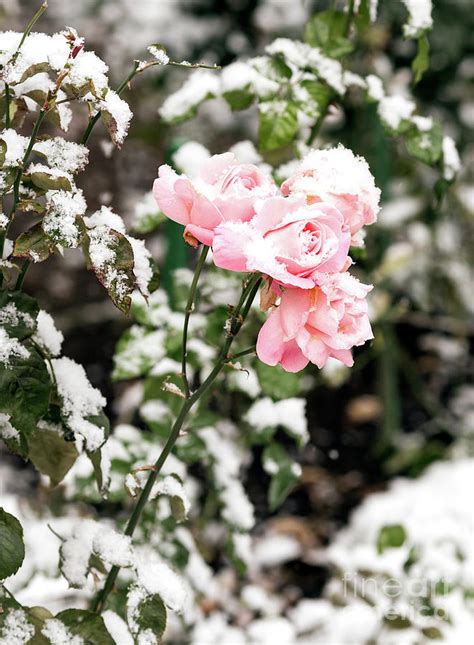 Delicate Pink Roses In A Flower Bed Covered With Fresh Snow Photograph