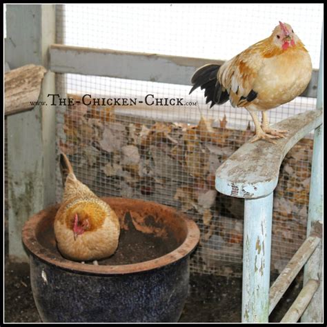 Read on for two excellent diy ways to make sure your chickens have access to dust. Foul Weather Dust Bath for Backyard Chickens | The Chicken ...