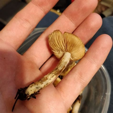 Need Help Identifying Mushroom Identifying Mushrooms
