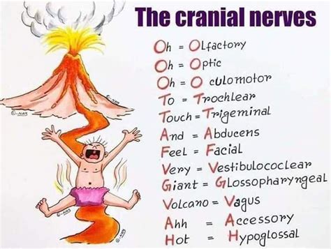 Easy Way To Remember Cranial Nerves Nurses Of Bhutan