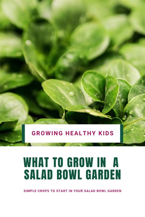 How To Grow Your Own Mini Salad Bowl Garden Growing Healthy Kids