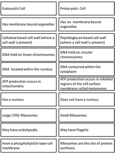 But eukaryotic cells consist of a true nucleus enclosed by two membranes. Prokaryote & Eukaryote card sort | Teaching Resources