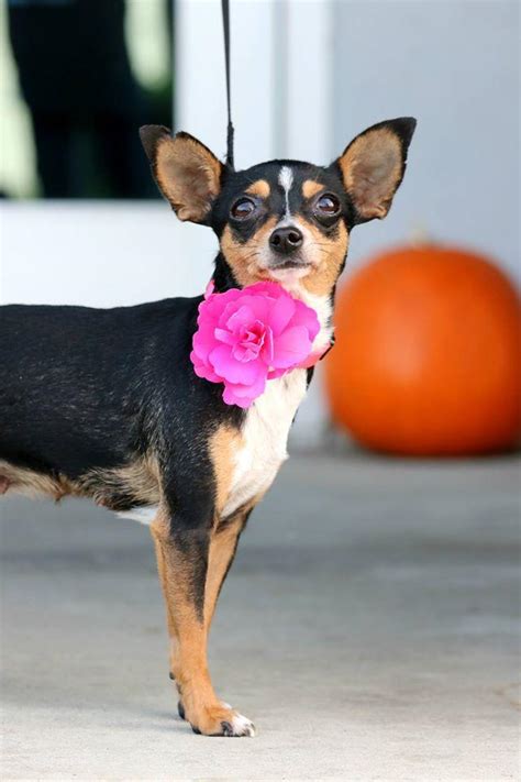 Maybe you would like to learn more about one of these? GayWeHo Dogs 4 U 🐶 on Twitter: "#Adopt me! I'm Lux, a ...