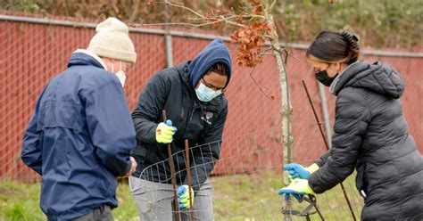 Tree Care With The Neighborhood Tree Stewards