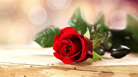 Red Rose Love Wallpaper 52 Pictures