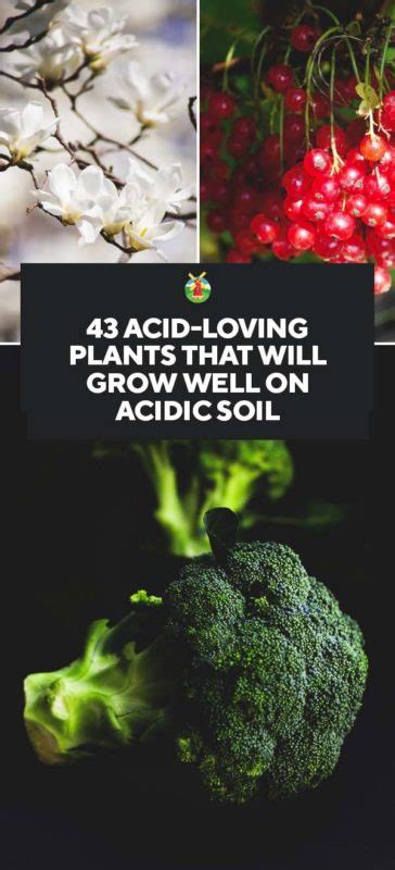 Most new england soils are naturally acidic and need to be limed periodically to keep the ph in the range of 6.5 to 6.8 for most vegetable crops. 43 Acid-Loving Plants That Will Grow Well on Acidic Soil ...