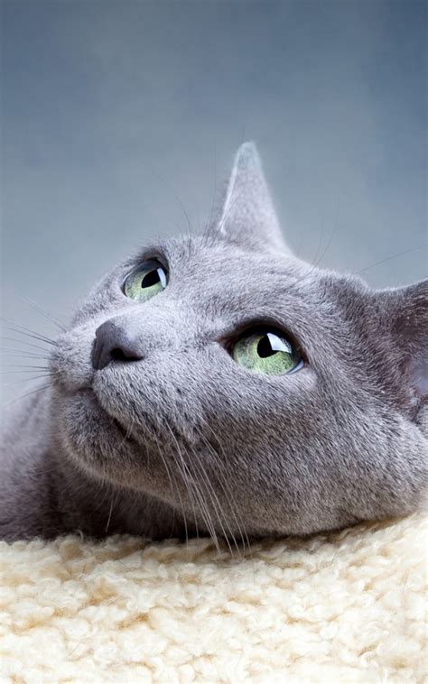 16 cute wallpapers products found. Grey Cat Looking Up Lockscreen Android Wallpaper free download