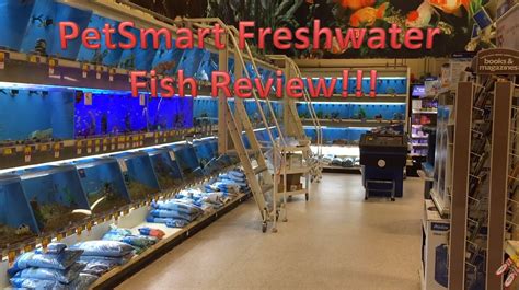 Fish Archives Pet Site How To Care For Your Pet