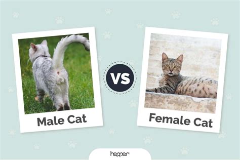 Male Vs Female Cat Key Differences With Pictures Hepper