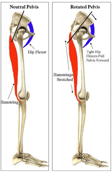 Training To Prevent Hamstring Injuries Movement As Medicine