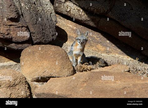 Gray Fox Urocyon Cinereoargenteus Sitting On A Rock At Barker Dam