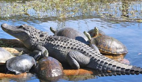 Do Alligators Eat Turtles Exploration Squared
