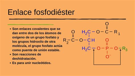 Enlace Fosfodiéster Maryuri Lisbeth Udocz