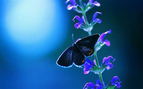 cool night and blue butterfly and flowers [] for your mobile and tablet explore night butterfly