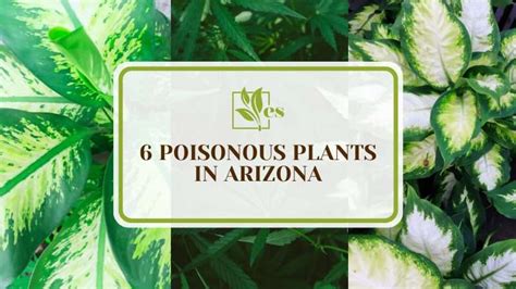 6 Poisonous Plants In Arizona Dangerous Ones Evergreen Seeds