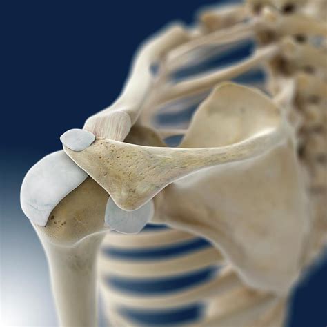 Shoulder Anatomy Photograph By Springer Medizinscience Photo Library