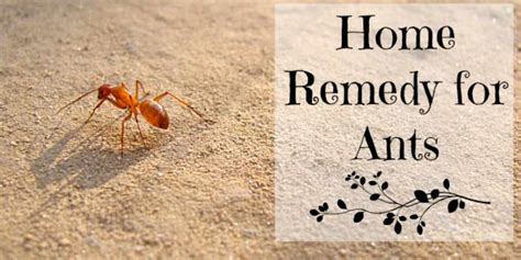 Some Of The Best Home Remedies For Ants Top Natural And Effective Tips
