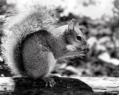Eastern Gray Squirrel On Wood Rail Fence Photograph By Robert Richardson