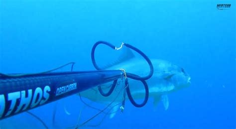 Spearfishing Enormous Amberjack Cant Get Any Closer