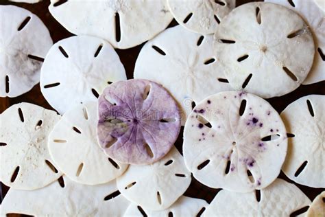 Sand Dollars Stock Image Image Of Nature White Sealife 37889647