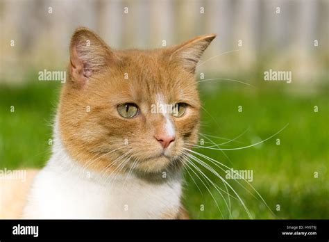 Domestic Cat Cute Side View Face Stock Photos And Domestic Cat Cute Side