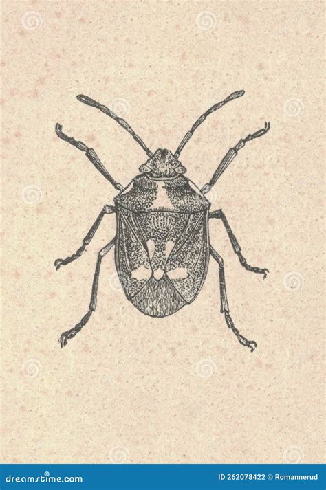 Antique Engraved Illustration Of The True Bug Vintage Illustration Of